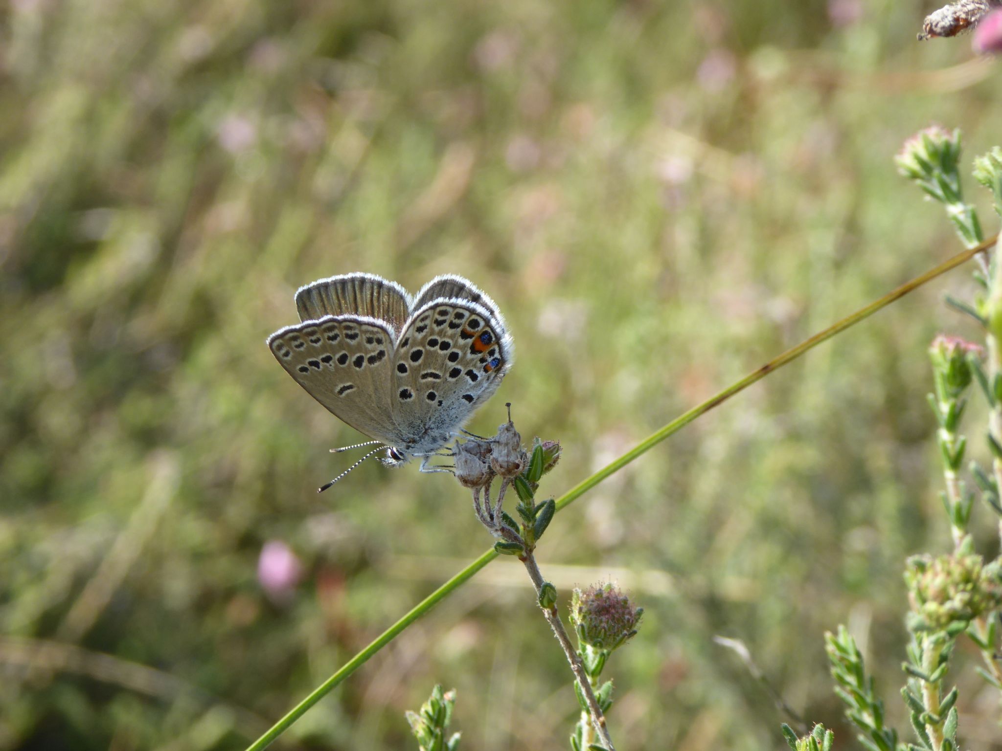 Hochmoor-Blauuling (Plebejus optilete)